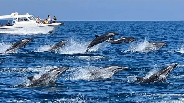 Dolphin watch